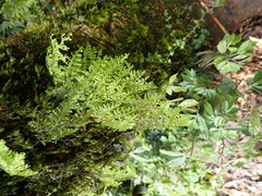 Hymenophyllum fujisanense