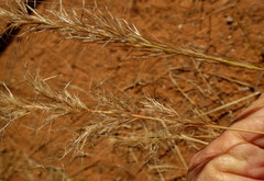 Aristida congesta