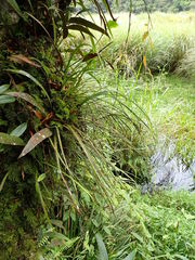 Haplopteris flexuosa