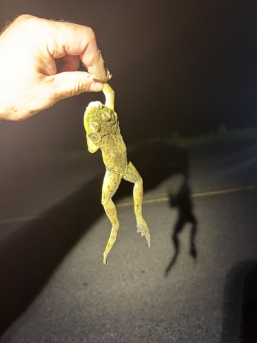 American Bullfrog