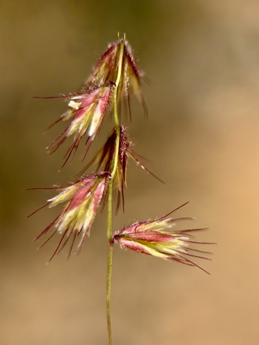 Bouteloua varia