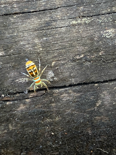 North Queensland Jumping Spider