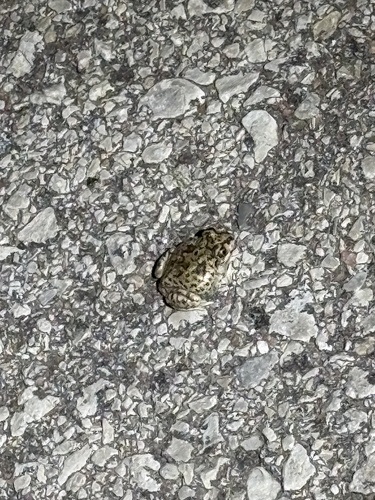 Plains Spadefoot