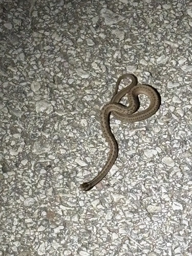 DeKay's Brownsnake