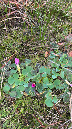 Purple woodsorrel