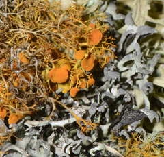 Teloschistes exilis
