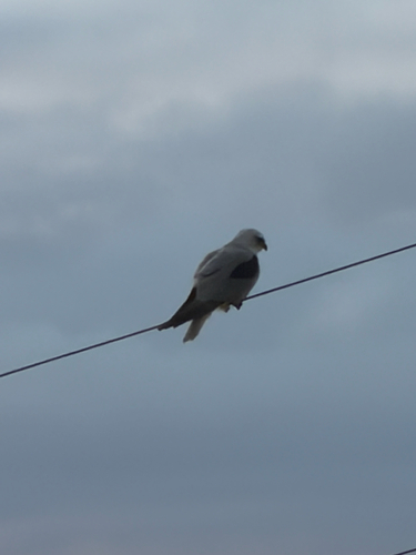 Black-shouldered Kite