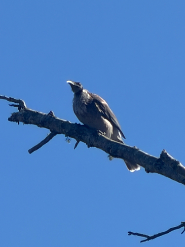 Noisy Friarbird