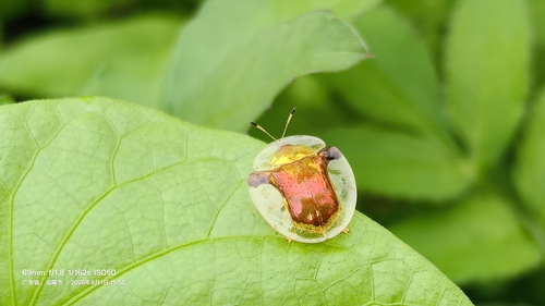 Furcated Tortoise Beetle