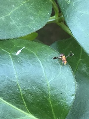 Euleia unifasciata