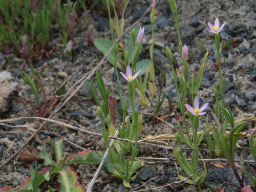 Zeltnera exaltata observed 2026-07-16