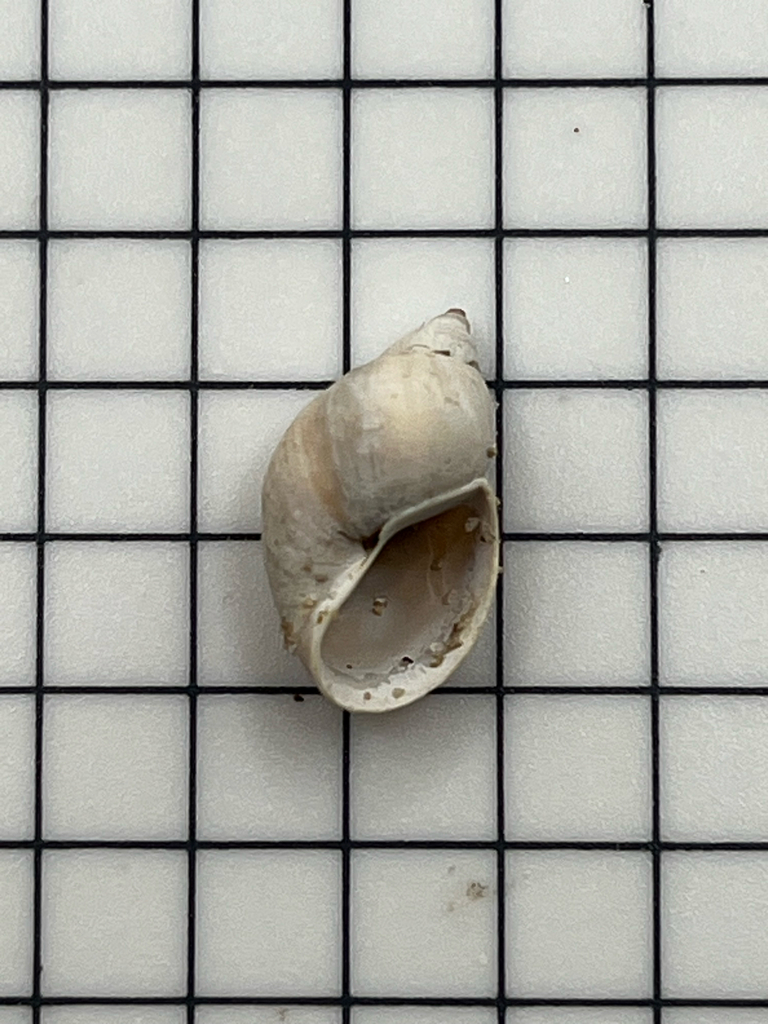 woodland pondsnail
