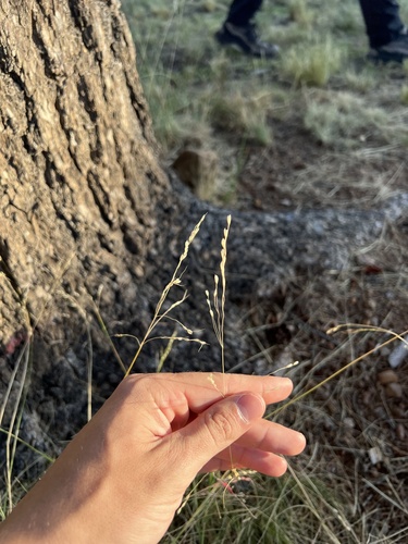 Piptochaetium fimbriatum observed 2026-07-30