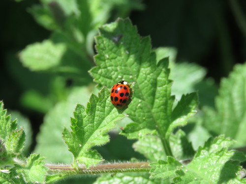 iNaturalist observation photo of Asian Lady Beetle