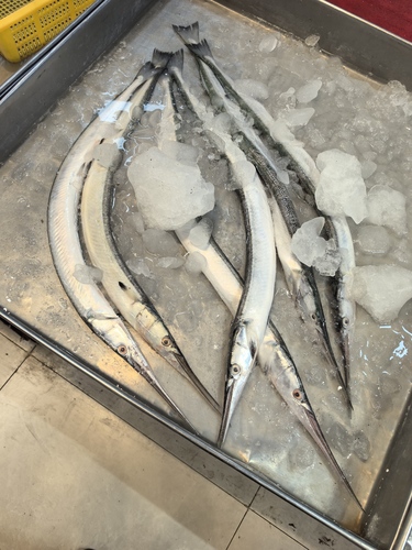 Tylosurus acus observed 2026-08-03