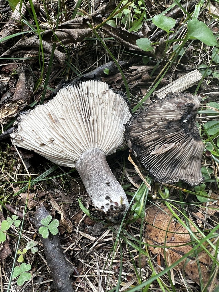 Blackening Russula · August 2026 · photo: Photo: no rights reserved · iNaturalist