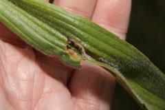 Aspilapteryx tringipennella