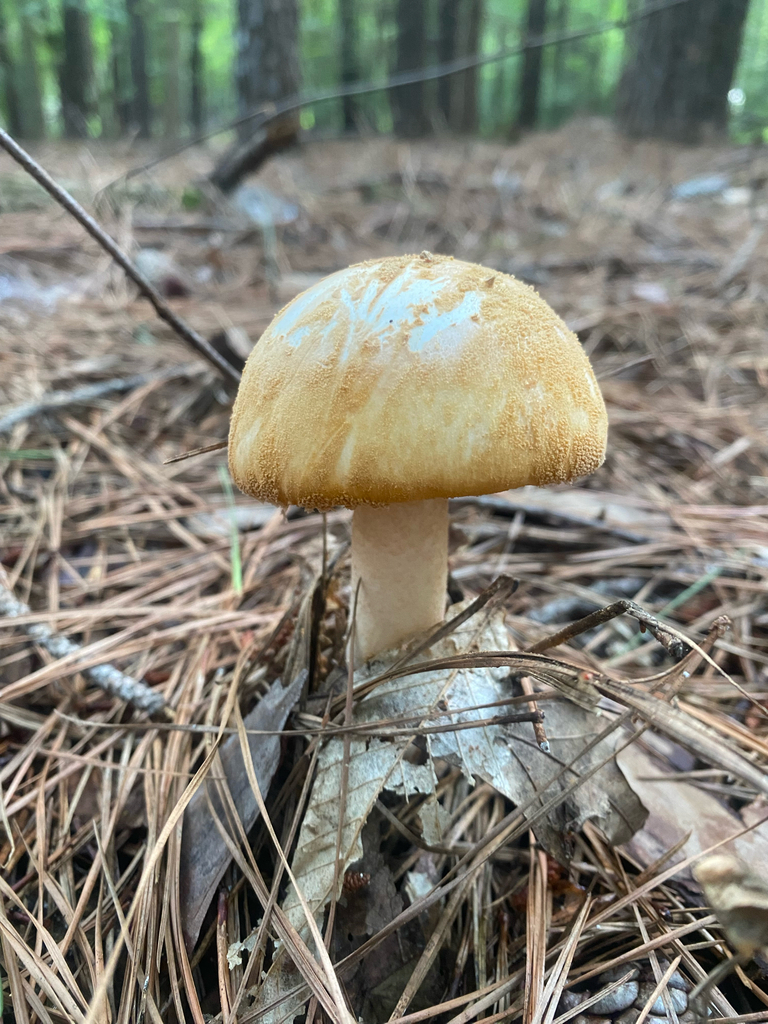Rose-Tinted Amanita · August 2026 · photo: Photo: no rights reserved · iNaturalist