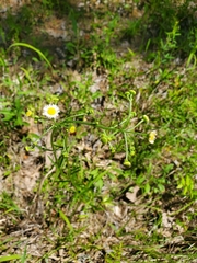 Erigeron strigosus strigosus