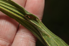Aspilapteryx tringipennella