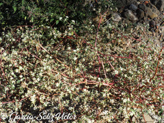 Gomphrena fuscipellita
