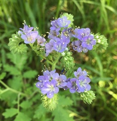 Phacelia congesta