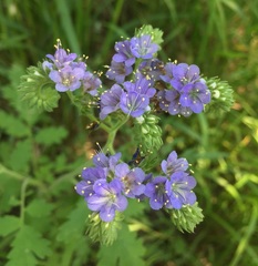 Phacelia congesta