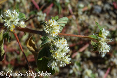 Gomphrena fuscipellita