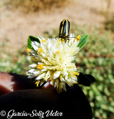 Gomphrena fuscipellita