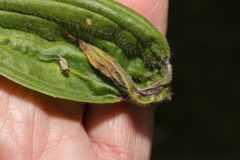 Aspilapteryx tringipennella