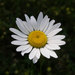 Oxeye Daisy - Photo (c) pucak, some rights reserved (CC BY-ND), uploaded by pucak