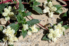 Gomphrena fuscipellita