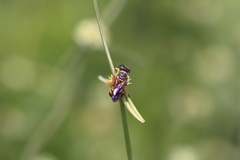 Ectemnius decemmaculatus