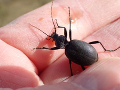 Cychrus caraboides