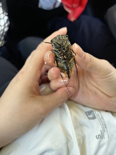 Eastern horse cicada