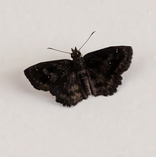Hayhurst's Scallopwing