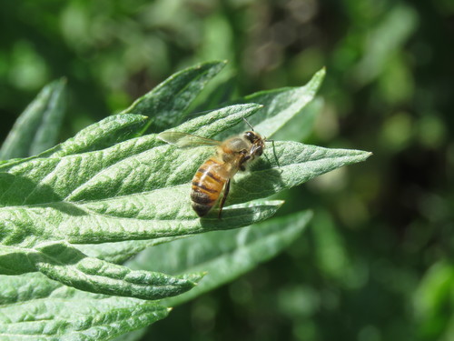 iNaturalist observation photo of Western Honey Bee