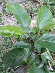 Piper tuberculatum