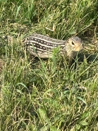 Thirteen-lined Ground Squirrel