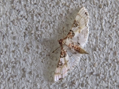 Azochis rufidiscalis