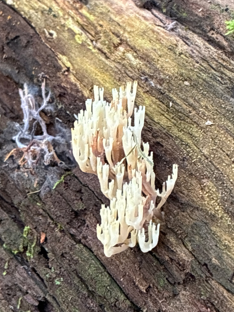 crown-tipped coral fungus · July 2026 · photo: Photo: (c) Emma, some rights reserved (CC BY) · iNaturalist