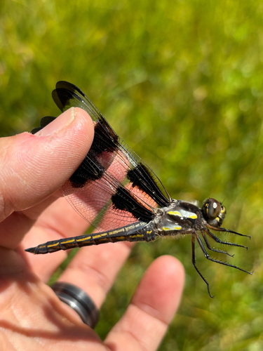 iNaturalist observation photo of Twelve-spotted Skimmer