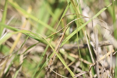 Achurum carinatum