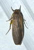 Eilema squalida - Photo (c) CORDENOS Thierry, some rights reserved (CC BY-NC), uploaded by CORDENOS Thierry