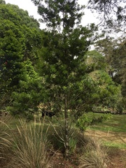 Podocarpus oleifolius