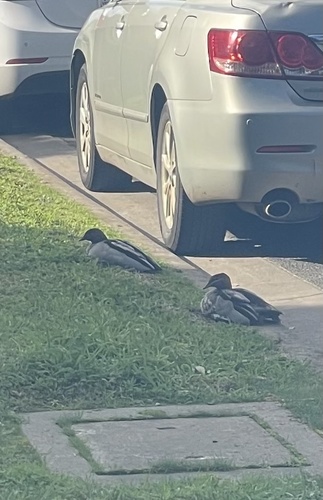Australian Wood Duck