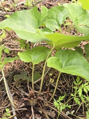 Asarum hartwegii, photograph (c) Alan Rockefeller, some rights reserved (CC BY)