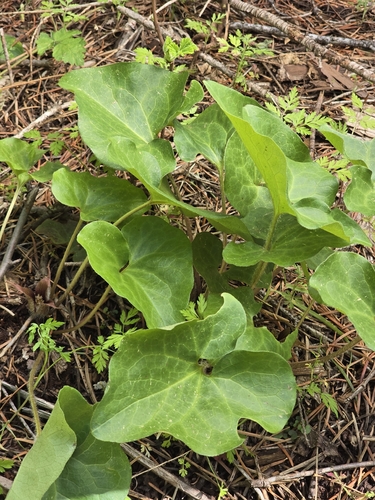 Asarum hartwegii, photograph 3