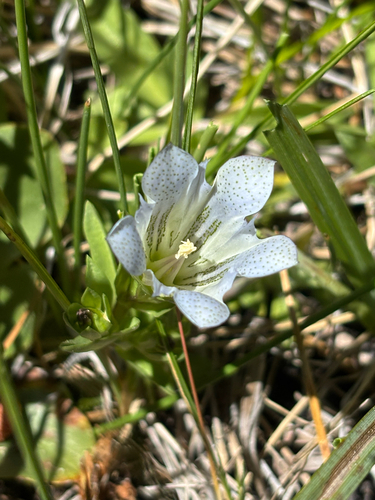 iNaturalist observation photo of Alpine Gentian