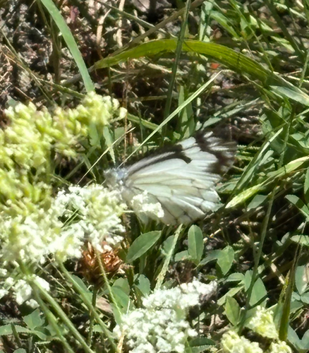 iNaturalist observation photo of Pine White